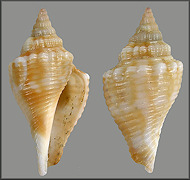 Strombus alatus Gmelin, 1791 Florida Fighting Conch Juveniles