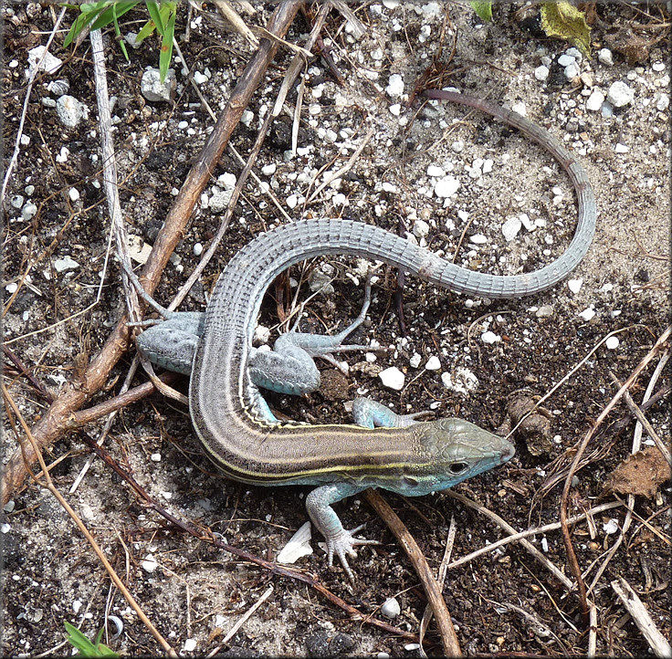 Six-lined Racerunner [Aspidoscelis sexlineata]