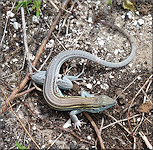 Six-lined Racerunner [Aspidoscelis sexlineata] 