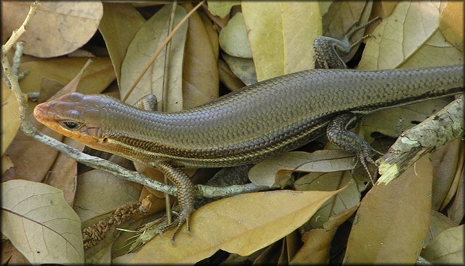  Broad-headed Skink [Plestiodon laticeps]