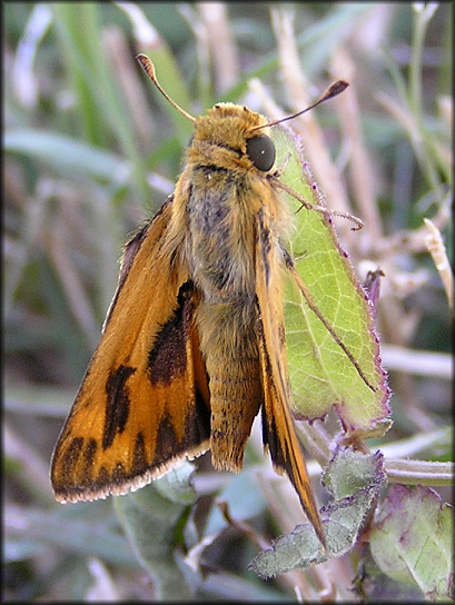 Fiery Skipper [Hylephila phyleus]