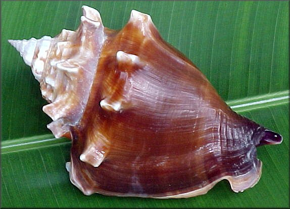 Strombus alatus form sloani from Peanut Island