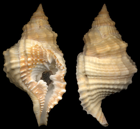 Distorsio smithi (von Maltzan, 1884)