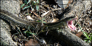 Eastern Garter Snake [Thamnophis sirtalis sirtalis] Adult