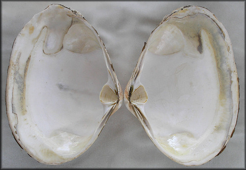 Spisula solidissima (Dillwyn 1817) Atlantic Surfclam