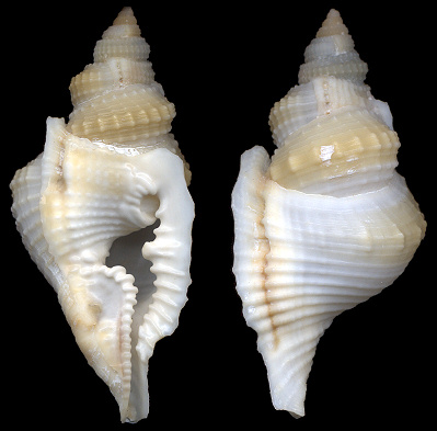 Distorsio somalica Parth, 1990