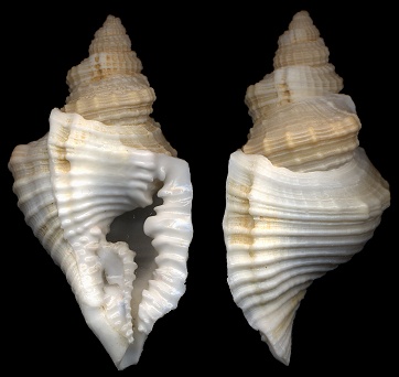 Distorsio somalica Parth, 1990