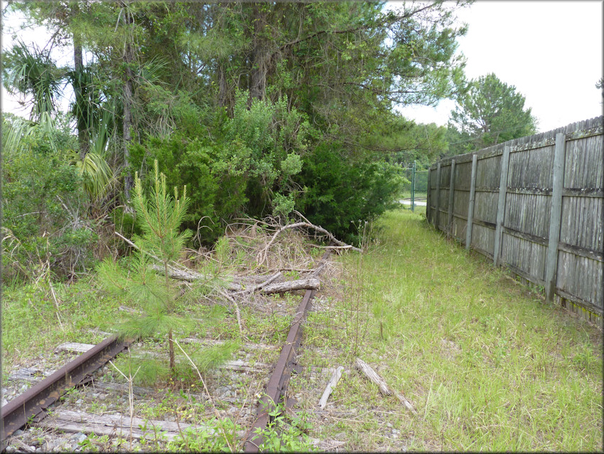 Bulimulus sporadicus Habitat At The Abandoned Railroad Line Near Somers Road (5/20/2015)