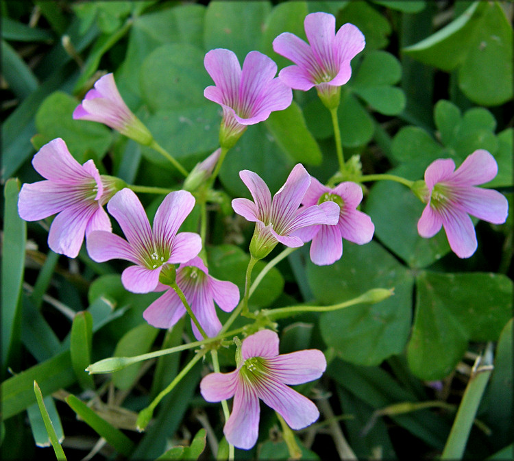 Violet Wood Sorrel [Oxalis violacea]