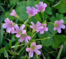 Violet Wood Sorrel [Oxalis violacea]