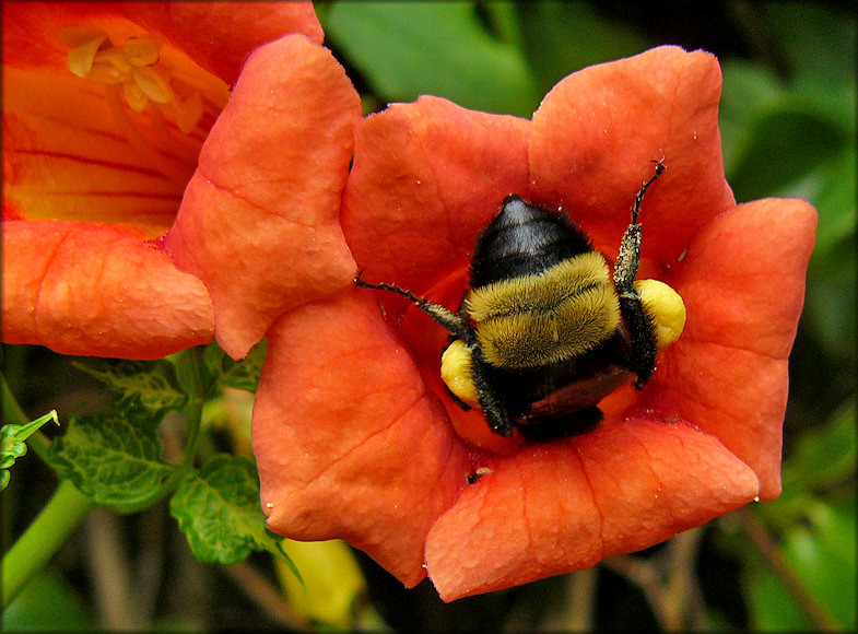 Trumpet Creeper [Campsis radicans]