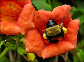 Trumpet Creeper [Campsis radicans]