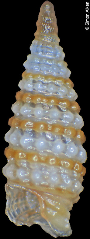 Triphora species D