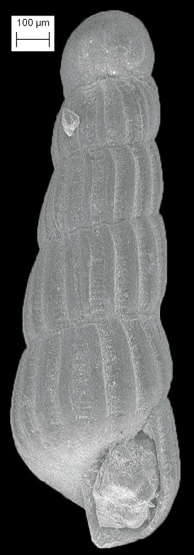 Turbonilla (Pyrgiscus) species D