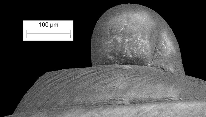 Acteocina sphalera Gardner, 1937 Fossil