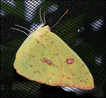 Orange-barred Sulphur [Phoebis philea]