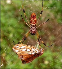 Golden Silk Spider [Nephila clavipes]