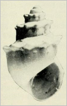 Lectotype, MCZ 278118 selected by R.I. Johnson and Boss (1972: 215; pl. 42, fig. 5)