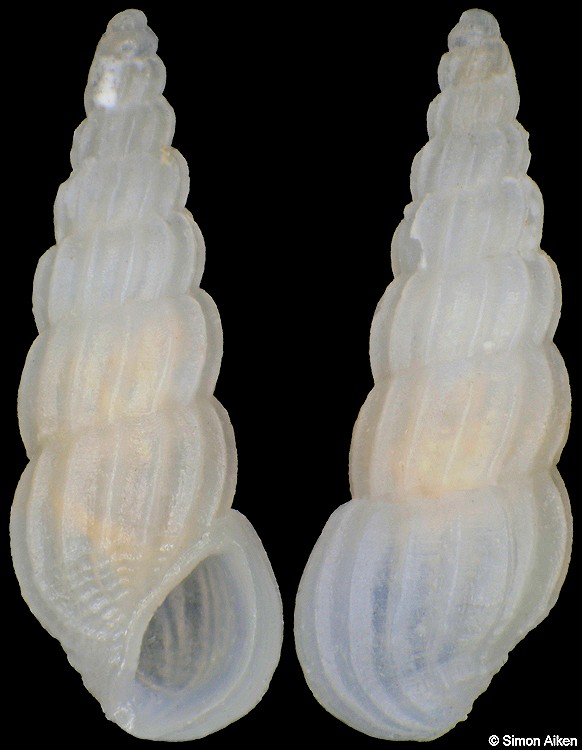 Rissoina sp. aff. spiralis Souverbie, 1866
