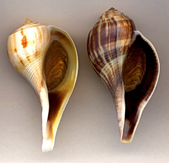 Fulguriopsis spirata (Pear Whelk)