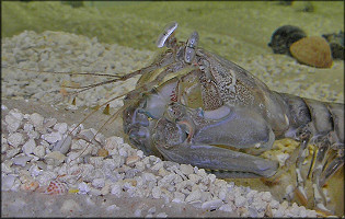 Squilla empusa Mantis Shrimp
