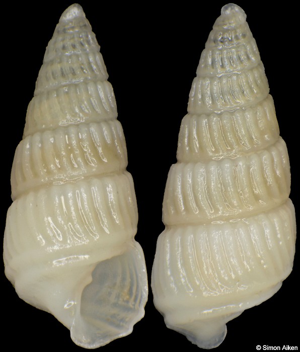Babella mariellaeformis (Nomura, 1938)