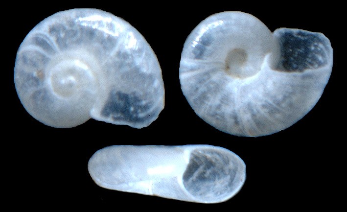 Cochliolepis planispiralis Rubio, Fernández-Garcés, and Rolán, 2011