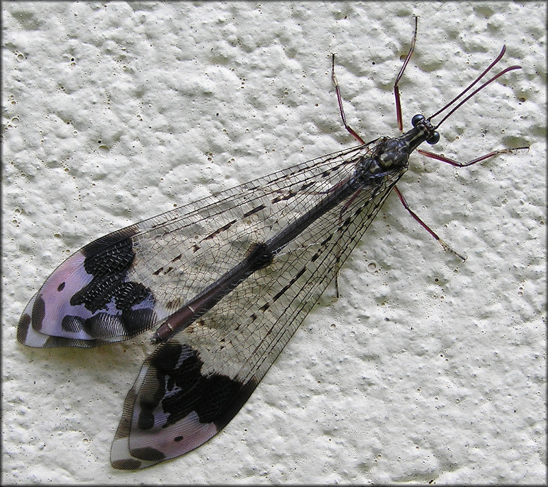  Antlion [Glenurus gratus]