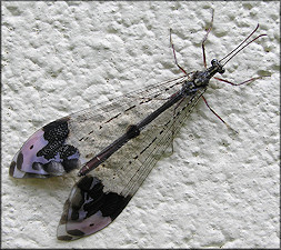  Antlion [Glenurus gratus]