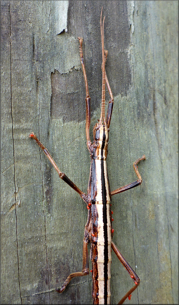 Two-striped Walkingstick [Anisomorpha buprestoides] Female With Parisites