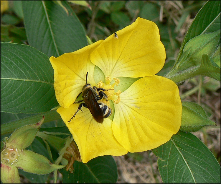 Peruvian Primrose Willow [Ludwigia peruviana]