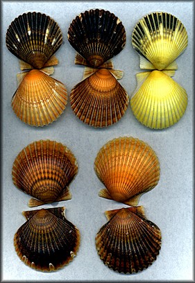 Argopecten irradians taylorae Petuch, 1987 - Southern Bay Scallop