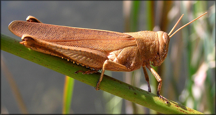 Mischievous Grasshopper [Schistocerca damnifica]