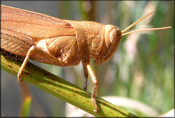 Mischievous Grasshopper [Schistocerca damnifica]