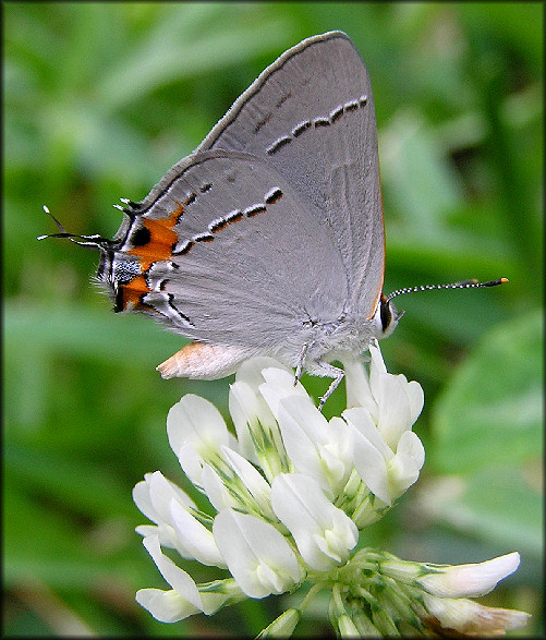 Gray Hairstreak [Strymon melinus]