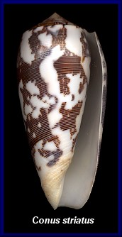 Conus striatus