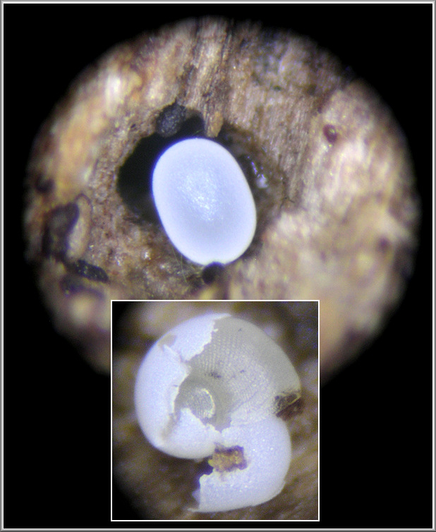 Striatura meridionalis (Pilsbry and Ferriss, 1906) Southern Striate Egg And Hatchling