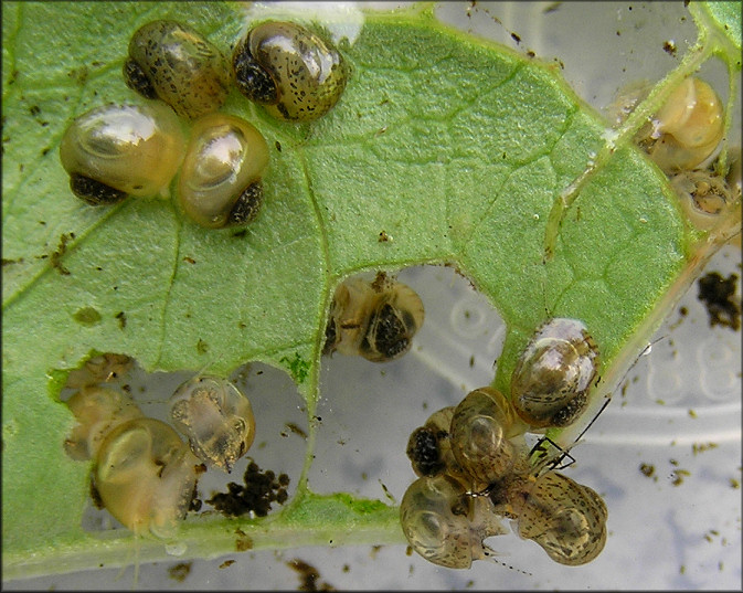 Pomacea canaliculata hatchlings