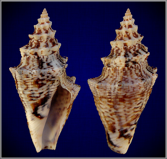 Lobatus gigas (Linnaeus, 1758) Queen Conch Juvenile
