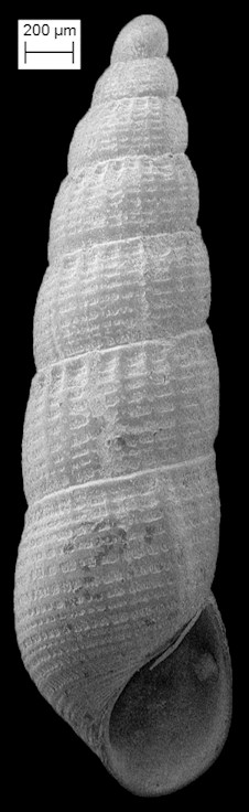 Careliopsis styliformis (Mrch, 1875) Needle Odostome