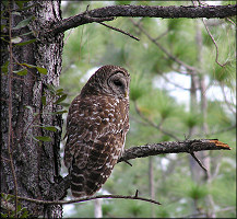 Barred Owl [Strix varia]