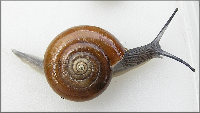 Mesomphix subplanus (A. Binney, 1842) Flat Button