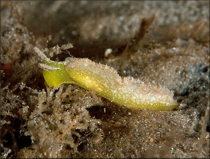 Elysia subornata A. E. Verrill, 1901