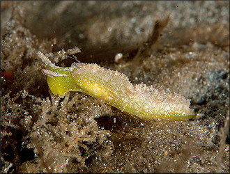 Elysia subornata A. E. Verrill, 1901