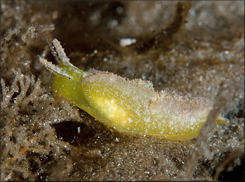 Elysia subornata A. E. Verrill, 1901