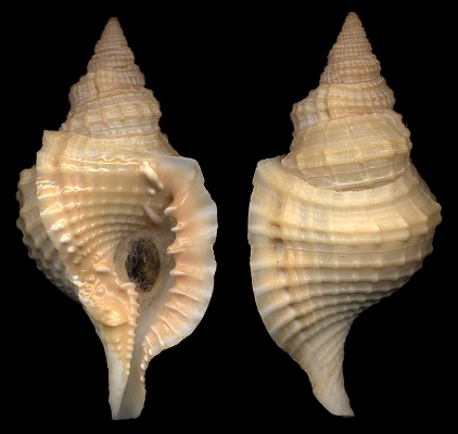 Distorsio reticularis (Linnaeus, 1758)