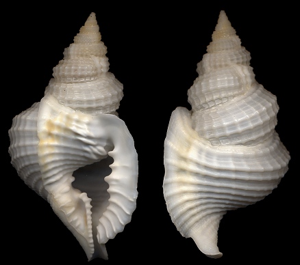 Distorsio muehlhaeusseri Parth, 1990