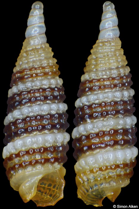 Synthopsis bicincta Cecalupo and Perugia, 2012