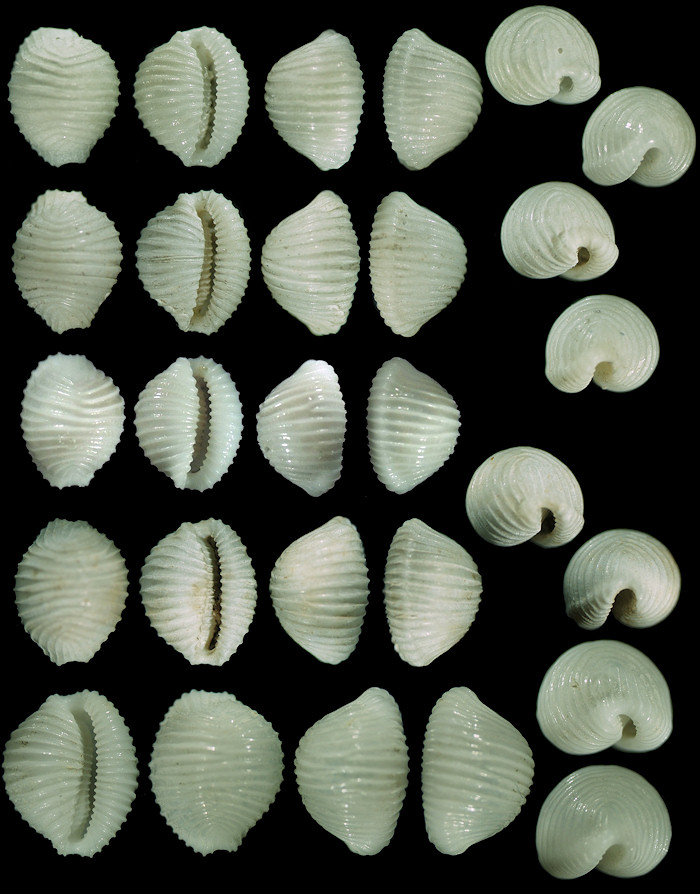 Dolichupis leei Fehse and Grego, 2010 Paratypes