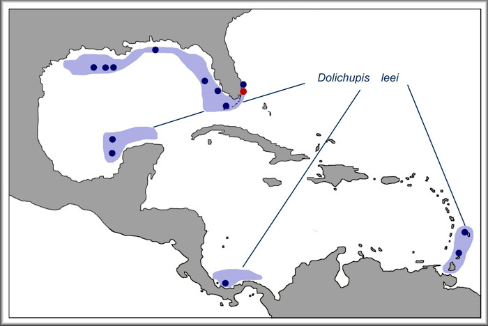 Dolichupis leei Fehse and Grego, 2010 distribution map